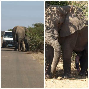 olifants2